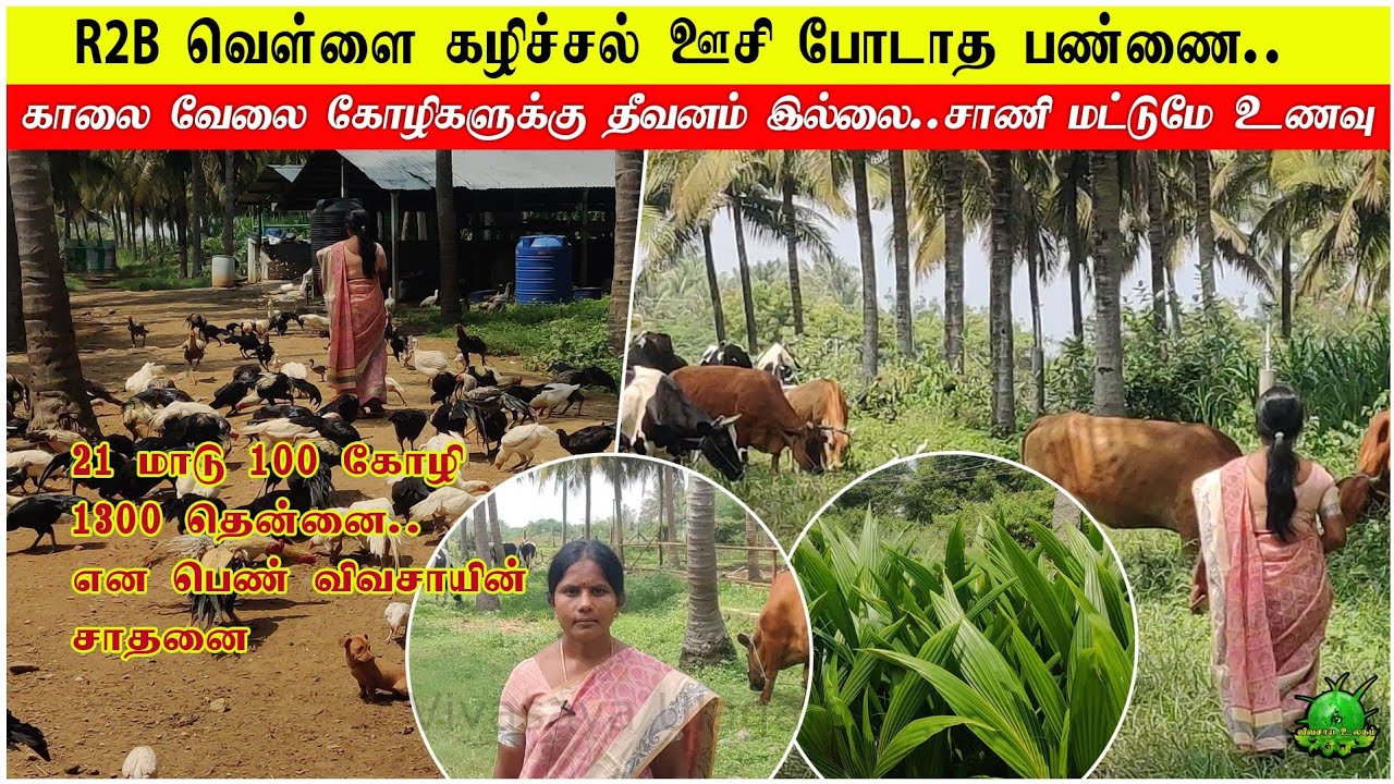 🐓🐂காலை வேலை கோழிக்கு தீவனம் இல்லை / சாணி மட்டுமே உணவு | பெண் விவசாயின் சாதனை ??#நாட்டுக்கோழிவளர்ப்பு
