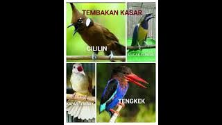 MASTERAN MURAI BATU TEMBAKAN KASAR DAN JERNIH