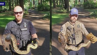 8 pythons captured, removed from Camas park