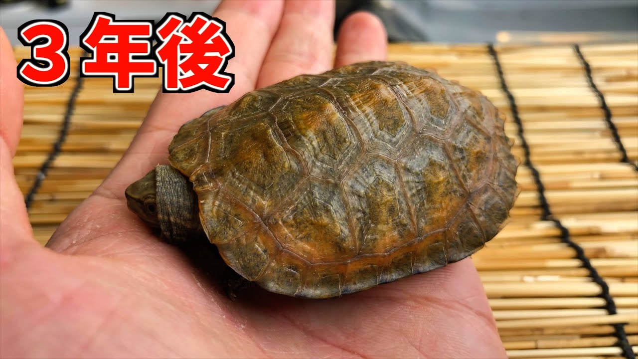 Here is the result of raising a beautiful Japanese pond turtle for