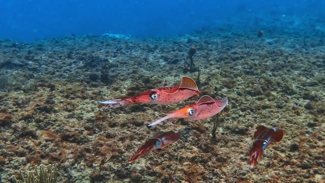 Caribbean reef squid color change | Puerto Rico