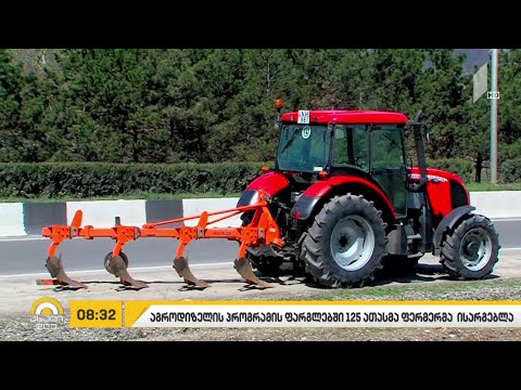 საქართველოში ზეთისხილის მოსავალი 2.5-ჯერ გაიზარდა