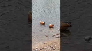 Рыжие красотки. #природа #nature #duck #birds  #птицы #утки #стихиоживотных #лирика #поэзия
