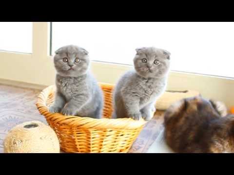Video: Gatto British Shorthair: Descrizione Della Razza, Possibili Colori, Comportamento E Cura, La Scelta Di Un Gattino, Come Chiamare Un Britannico