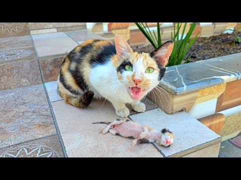 видео: A crying mother cat brought her dying kitten to a man's home. Just unbelieveble!