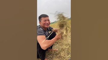 Truy tìm cá nheo Khủng và món cá nướng thơm ngon nhức nách