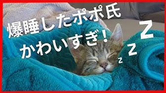 寝てる猫 Youtube