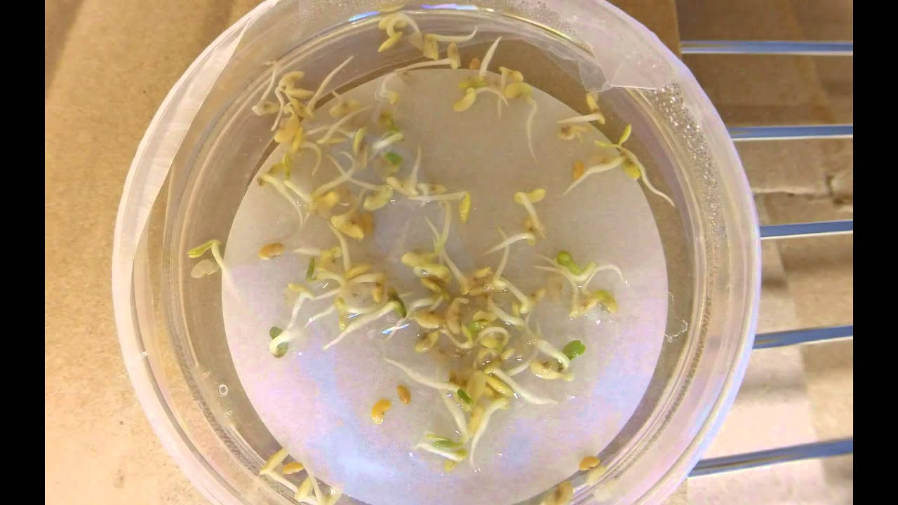 Medicago truncatula Seed Germination