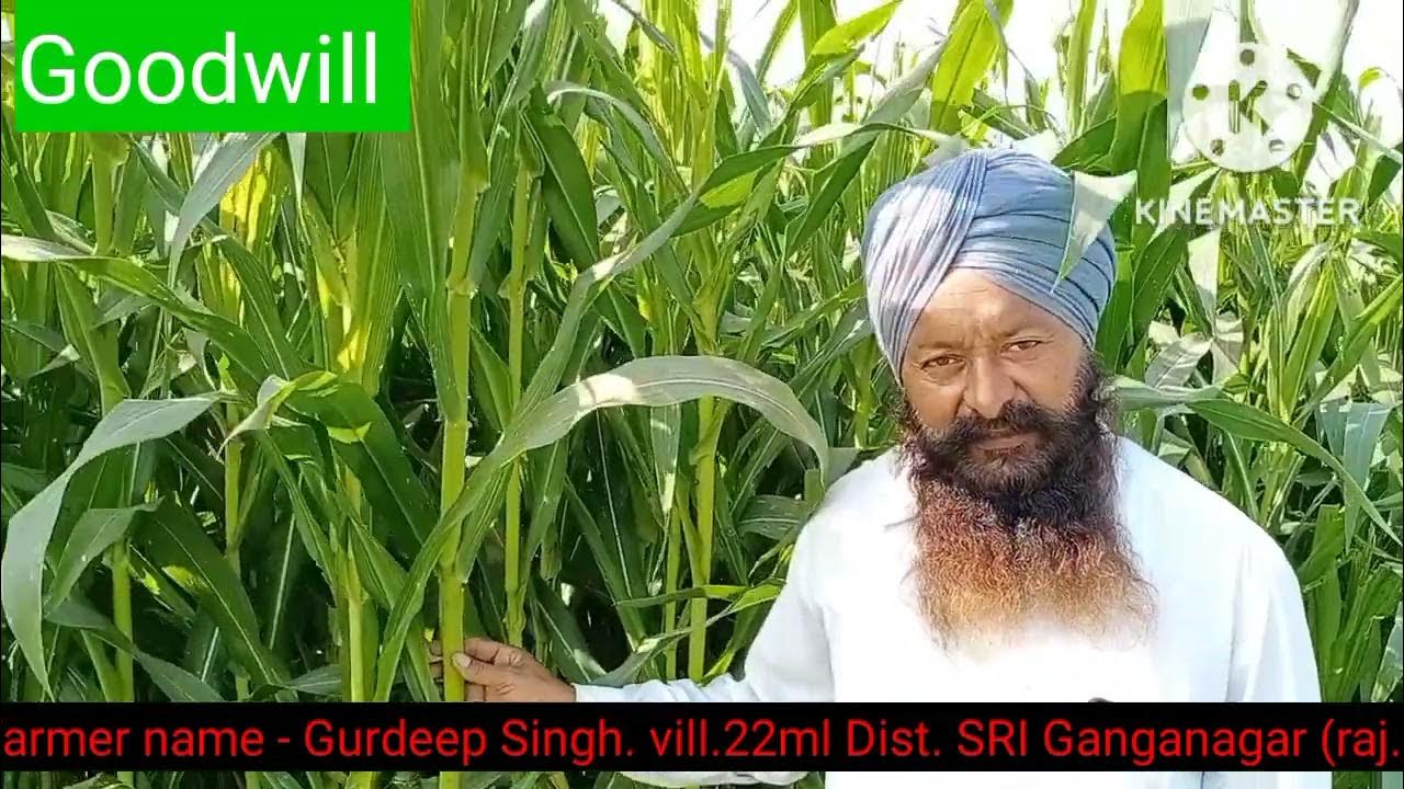 Goodwill hybrid seeds maize 🌽🌽🌽🌽🌽🌽🌽🌽🌽🌽 easy height YouTube