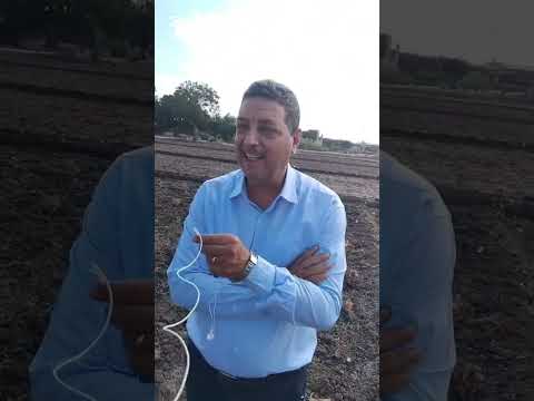 زراعة ٩ هجن من الطماطم بالغربية ضمن البرنامج الوطني لإنتاج تقاوي الخضر