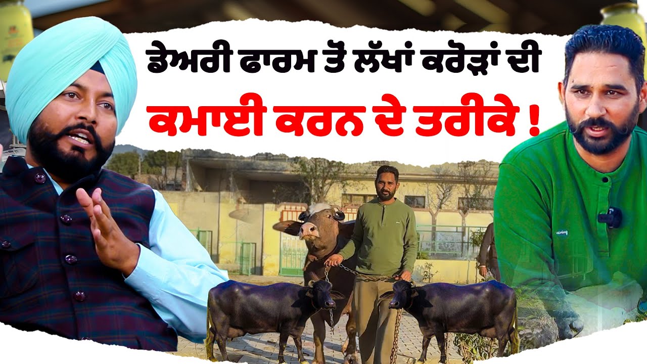 dairy farming ਤੋਂ ਲੱਖਾਂ ਕਰੋੜਾਂ ਦੀ ਕਮਾਈ ਕਰਨ ਦੇ ਤਰੀਕੇ ! | dairy farm business | Tejas dairy farm