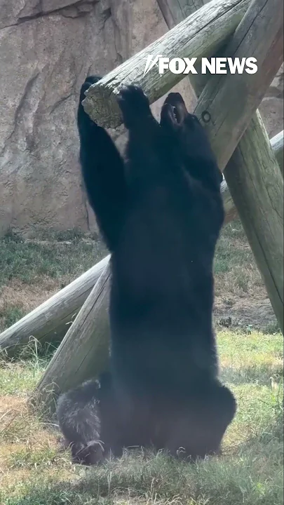 IF I FITS I SITS: Bear makes itself a chair and gets comfortable #bear #shorts #zoo #chair
