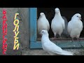 Коллекция Бакинских голубей Юрия Степанова в Невинномысске!