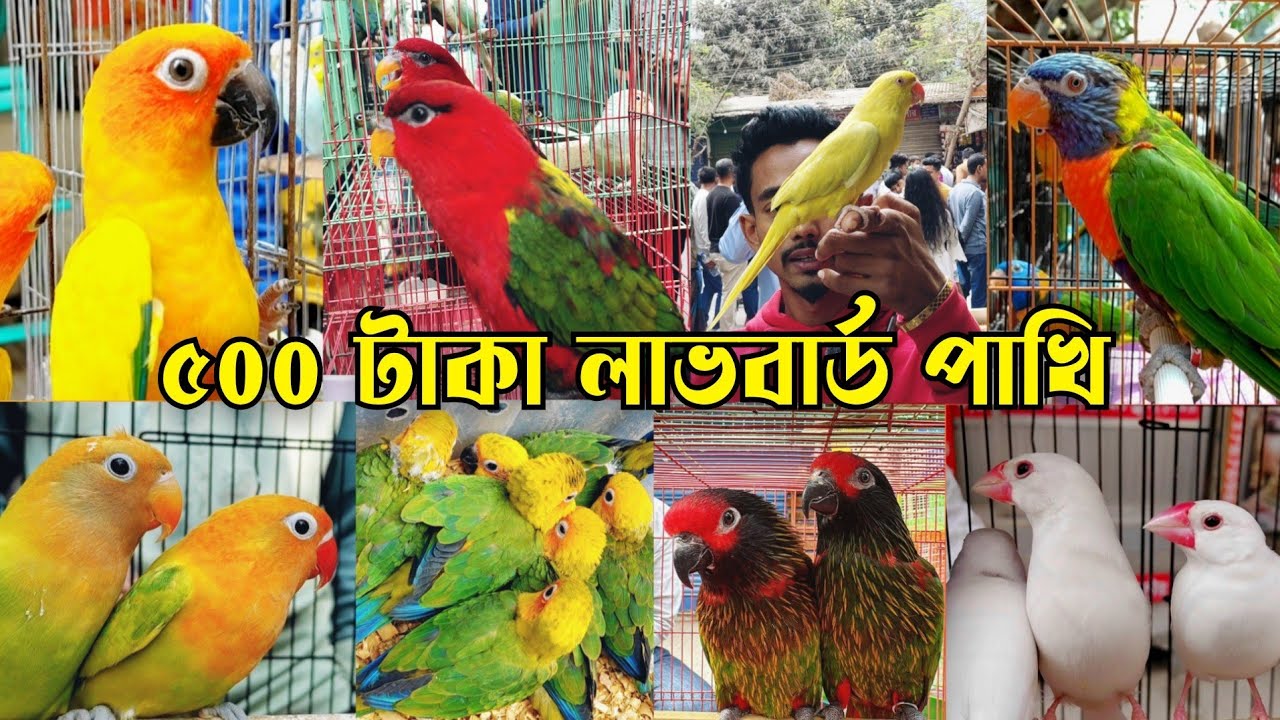 অবিশ্বাস্য দামে ৫০০ টা*কা লাভবার্ড পাখি || মিরপুর ১ পাখির হাট || Mirpur 1 pakhir hat || Bird market