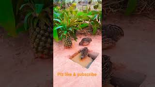 Simple Bird Trap🦅🐦️#shorts #shortsfeed #birds #youtubeshorts #youtubesearch #birds #trendingshorts