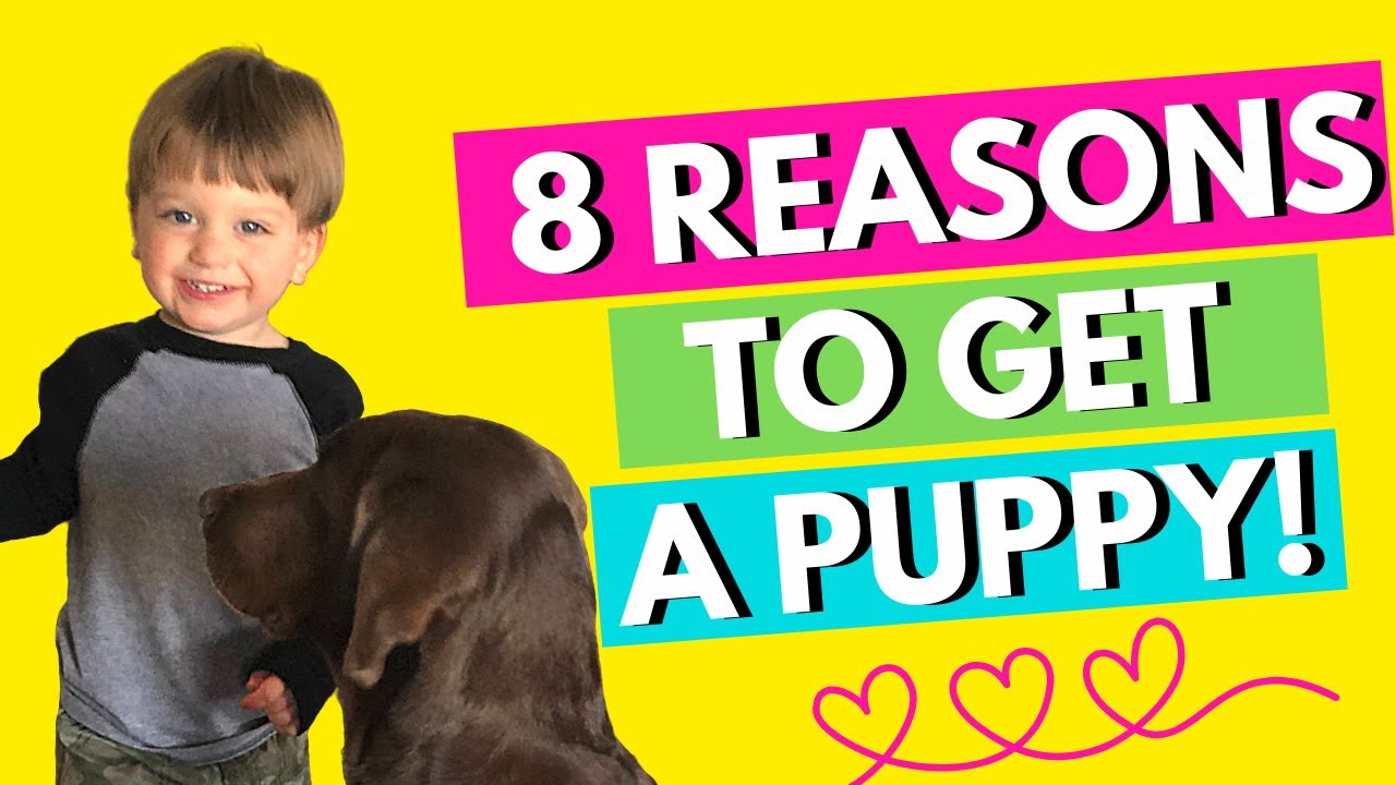 8 Reasons You Should Get Your Toddler a Puppy! 🐶