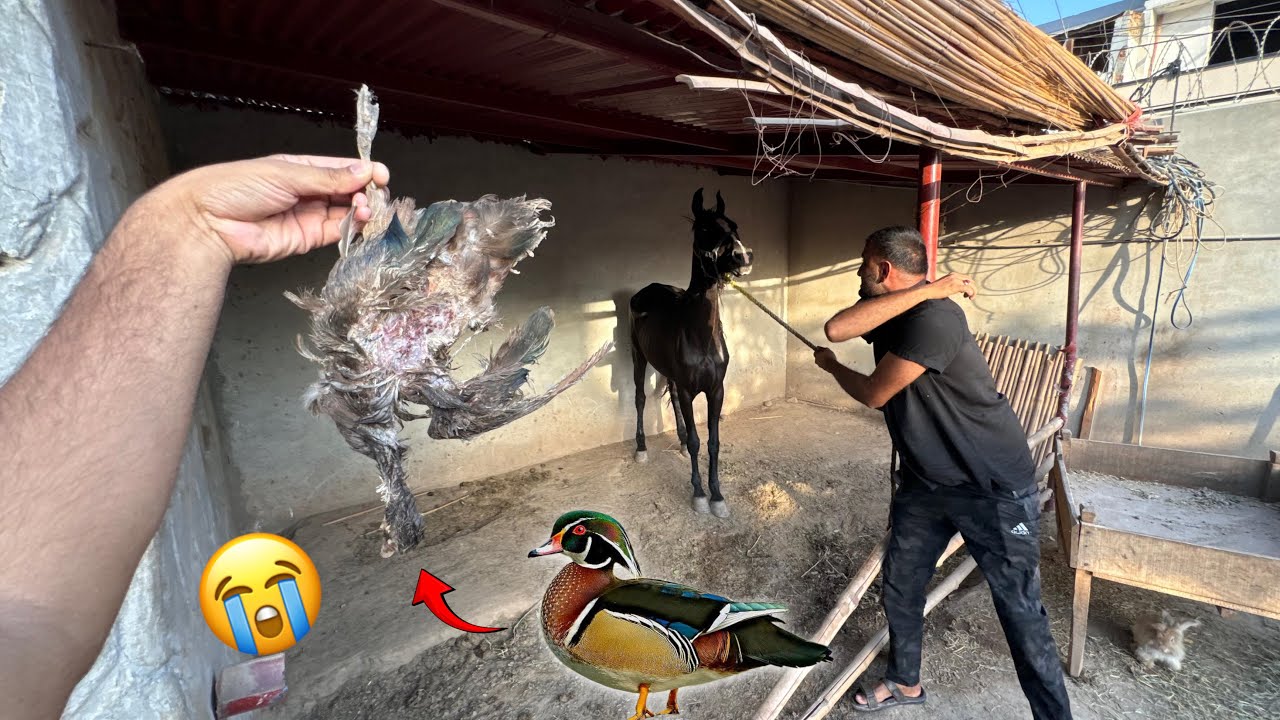 Cassie Ny Hamri Piari Duck Ko Kuchal Dala😢