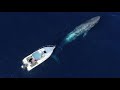 Whale Won't Leave Boat Alone, Then They Realize She's Taking Them Somewhere