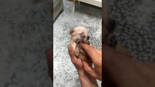 Pincher Lena Nin Ilk Yavrusu Leo 20 Günlük