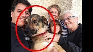 Amazing Dog Travels To Scotland To Find His Family.. Max