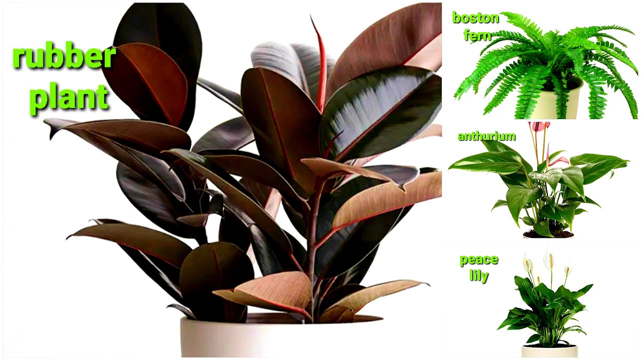 10 Best Indoor Plants for a Healthy Home and Good for Your Health