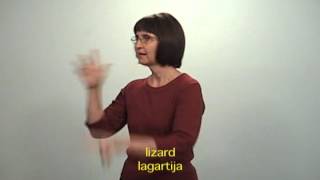 Lizard