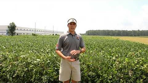 Scouting for Redbanded Stink Bugs in Soybeans