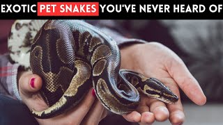 Exotic Types of Pet Snakes You've Never Heard Of by Slides TV 210 views 1 month ago 4 minutes, 28 seconds