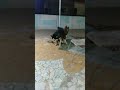 زواج كلاب هاسكى له علامات مهمه لازم تعرفها الاول اقوى أجمل هاسكي