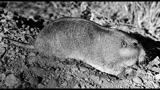 Goff's Southeastern Pocket Gopher