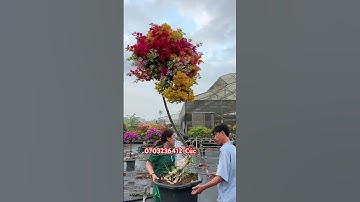 Ngũ sắc thái một cốt tàn đẹp..#shorts