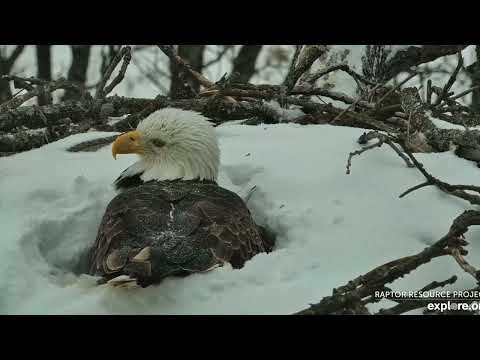 Snowy morning with Mr  Nord Decorah Eagles   North Nest powered by EXPLORE org
