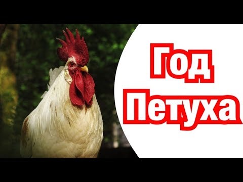 Год Петуха - характеристика и описание. Совместимость знаков