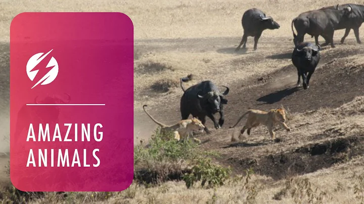 Hero Buffalo Saves Calf From Pride Of Lions