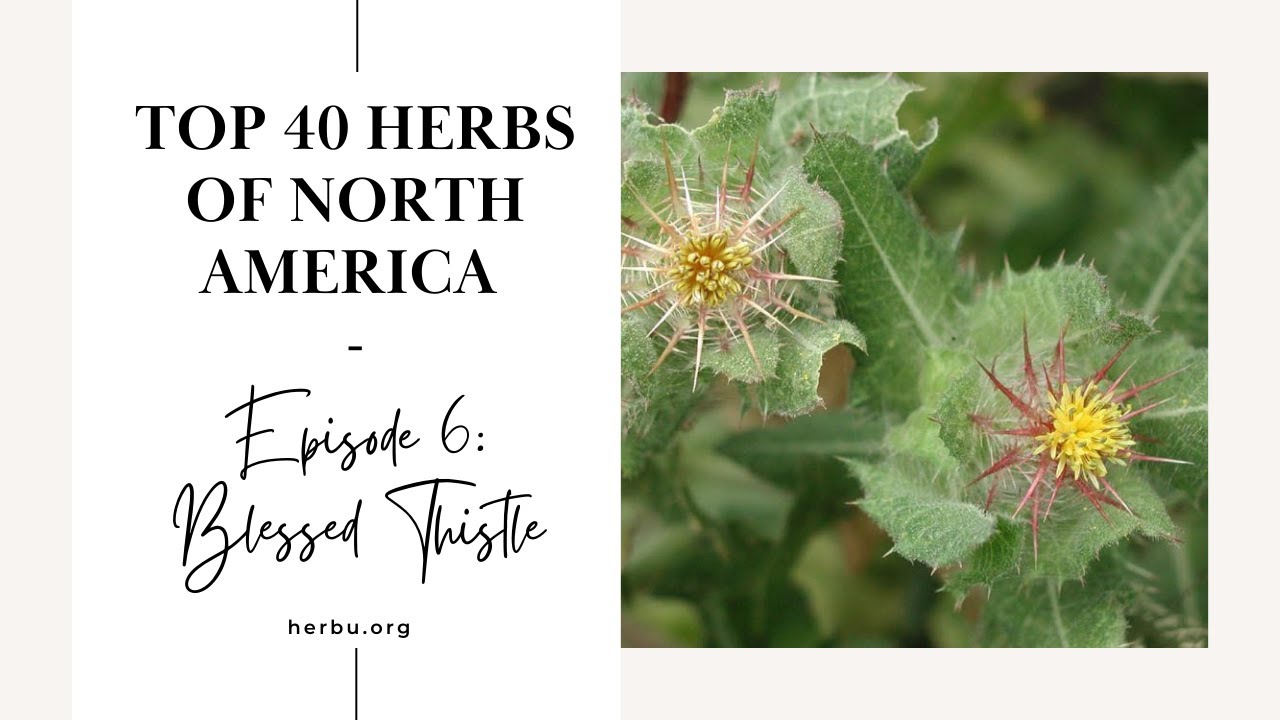 Blessed Thistle - Top 40 Herbs of North America - Episode 6
