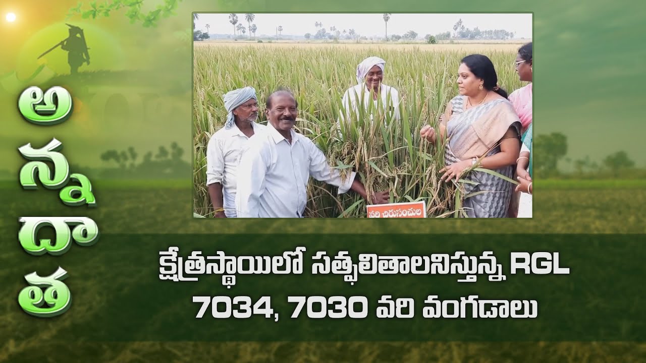 Good results from minikit paddy varieties RGL 7034, 7030 | ETV Telugu