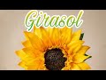 Clase live girasol mediano moldes thikas foamy 