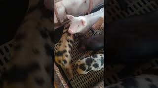 Sow's Influence in the Farrowing Pen with her Piglets