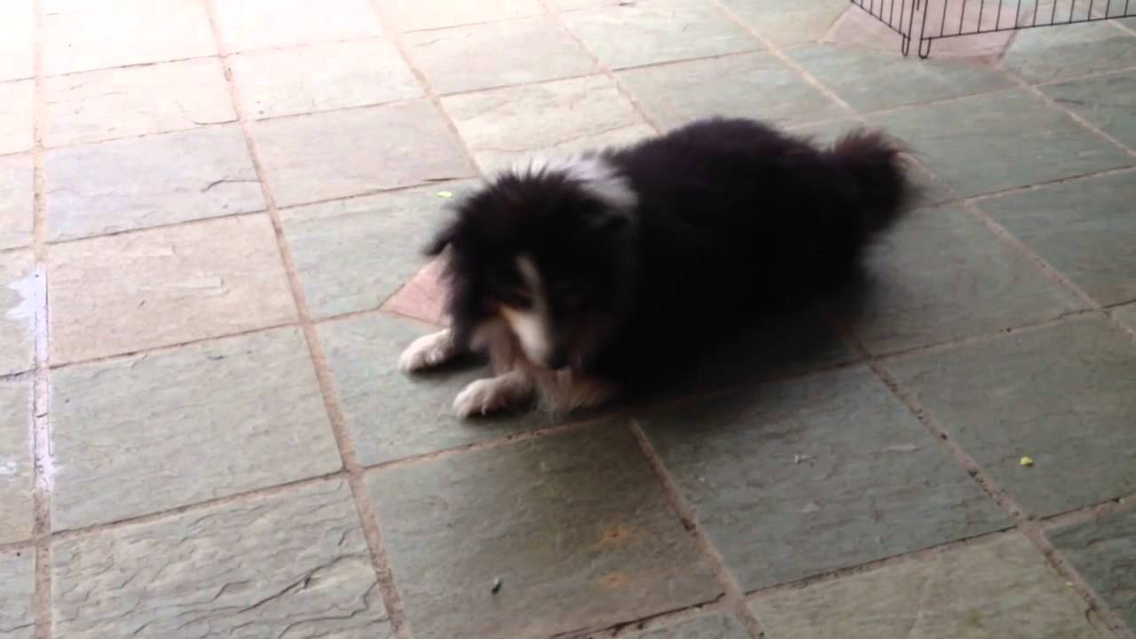 Dogs eating wafer discs