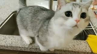 Big Eyed Cat Waiting For Lunch