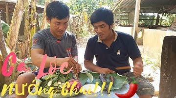 Cắm Câu Cá Lóc Đầu Mùa Nước Nổi Trúng Mánh |Làm Món Nướng Chui Ngon |Xiêm Miền Tây