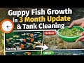 Guppy fish growth in 3 month update and tank cleanin #fishkeepinghobby #guppyfish