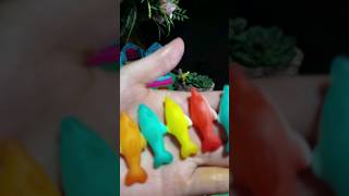 Colors Jelly Dolphin