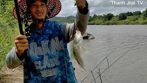 Câu Cá Sông Tự Nhiên Trúng Toàn Cá Rô Phi To | Thanh Jrai TV