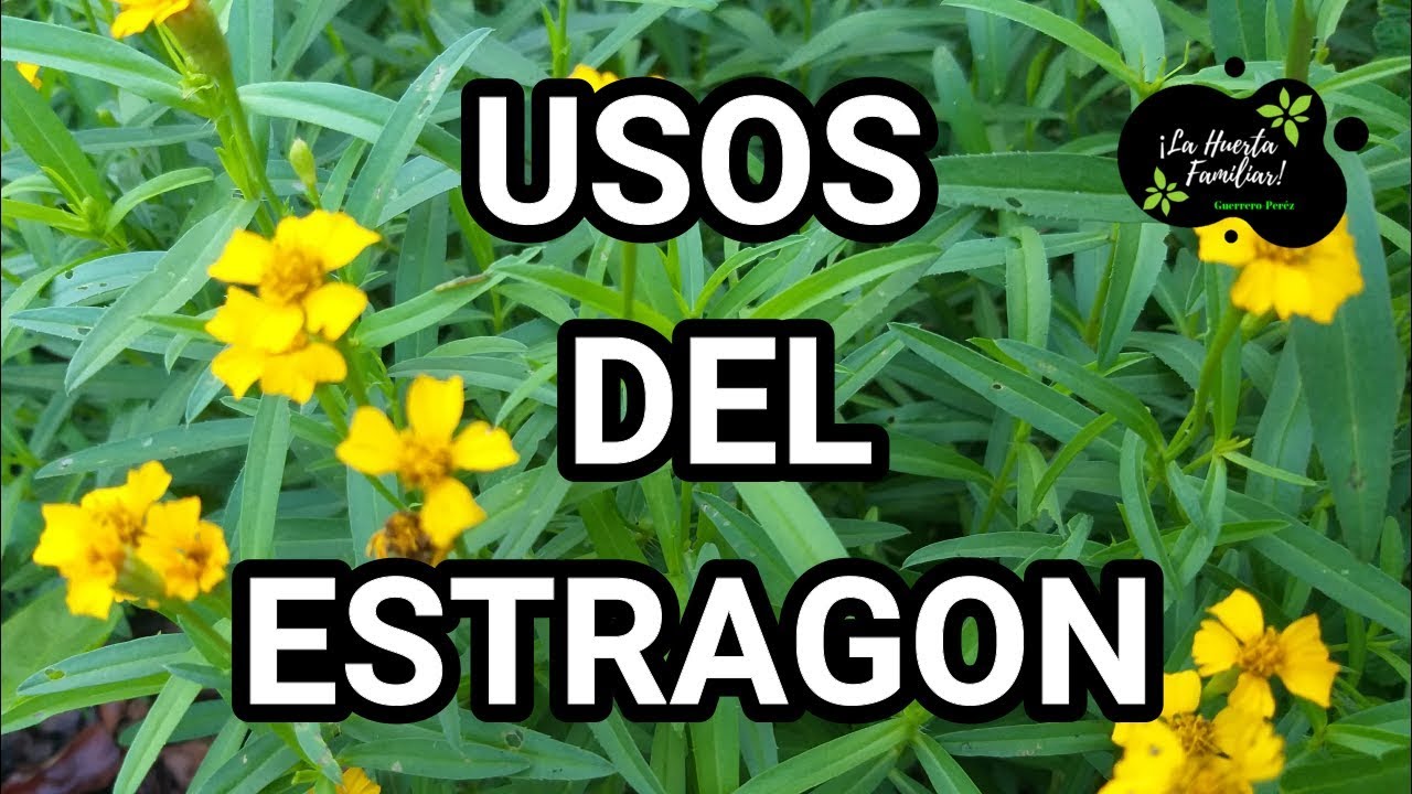 ¡usos del estragon! ¿Qué es el ESTRAGÓN ?y para que se utiliza YouTube