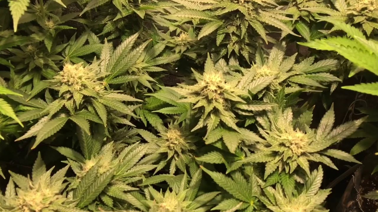 This is where the magic happens: Sunday night in the flowering tent