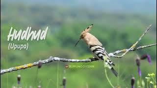 Suara Burung Hudhud, Burung Bulbul bikin Oyenn Minder