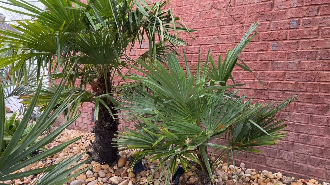 When to protect Trachycarpus fortunei palms