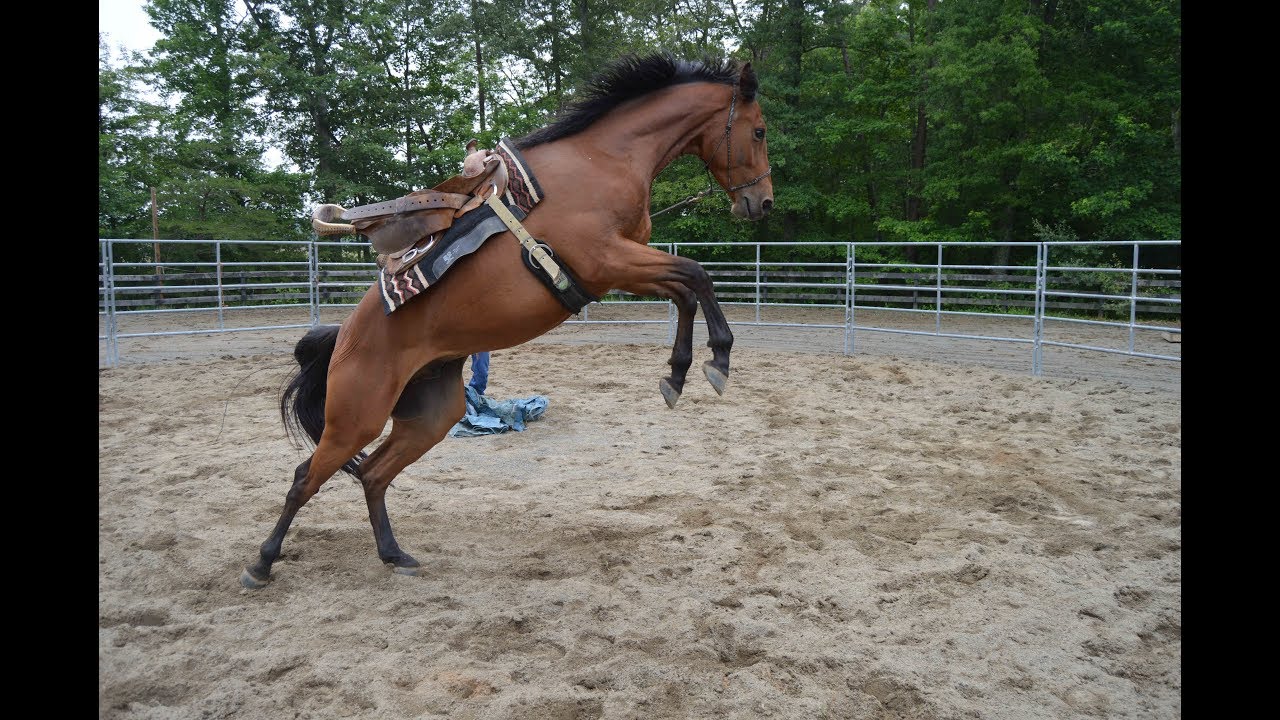 Training problem horses... Are we the problem? YouTube