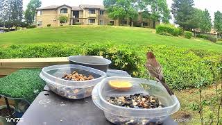 birdfeeder california birds housefinch 